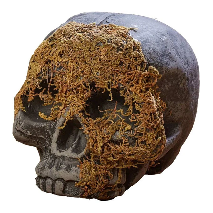 Skeleton Skull Moss Covered No Jaw - Image 2