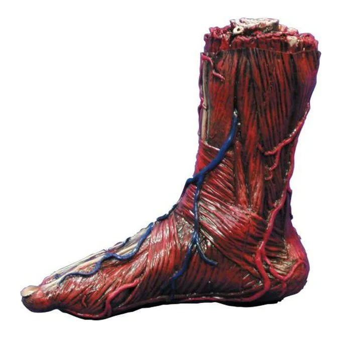 Skinned Right Foot