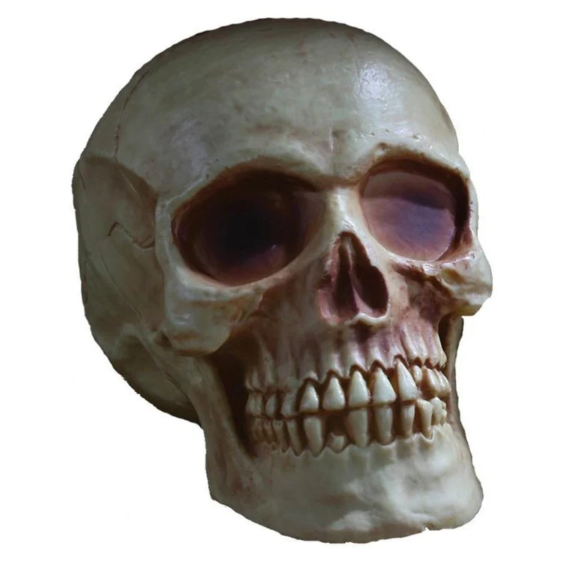 Skull Natural Brown Prop 20cm